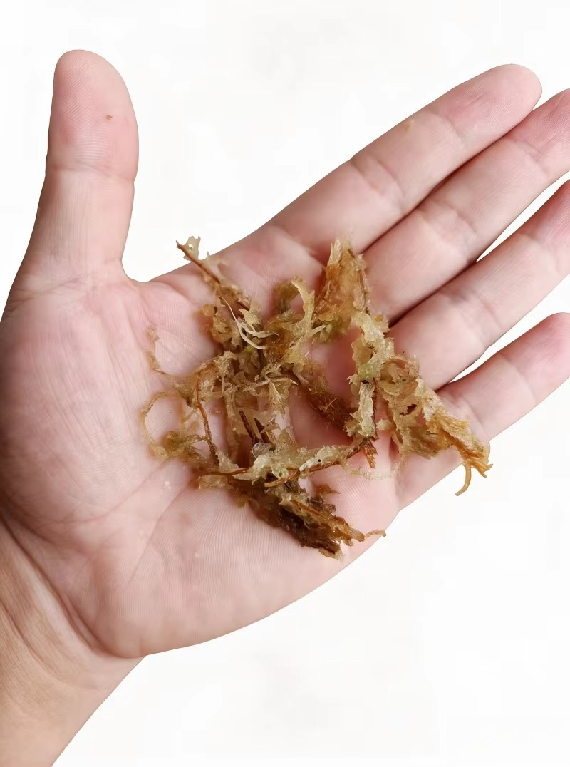 Mousse de Sphagnum de qualité  - Sphagnum Moss Dry avis et prix